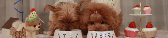 chipa＊'s header image