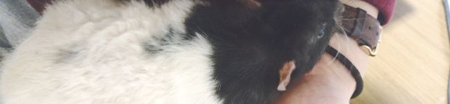 ねずみのねずちゃん's header image