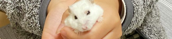 しのちゃんのママ's header image