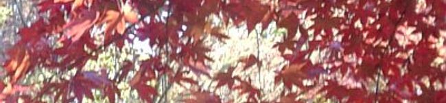 夏花火's header image