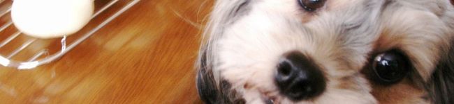 Macky-choco's header image