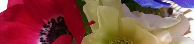 ☆shizu's header image