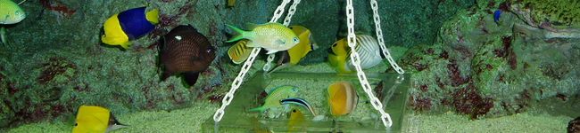 NORIKOMAMA's header image