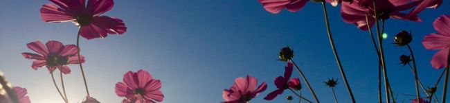 なぁぴぃ's header image