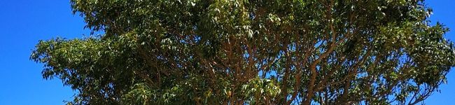 yumaruka's header image