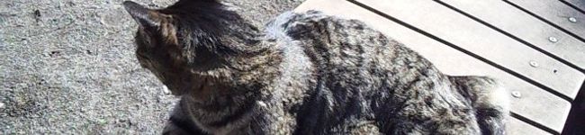 blankeys's header image