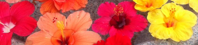 satoみん's header image