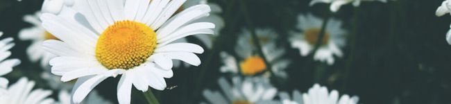 花散る里MU's header image