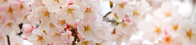 MARU◉'s header image