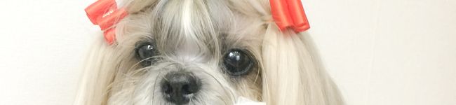 おねえさん's header image