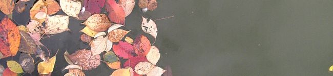 風はな's header image
