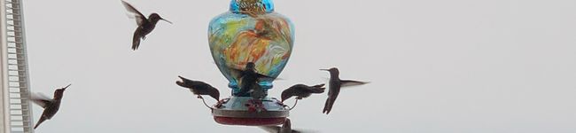 megscocoro's header image