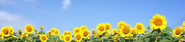 ゆきちゃんクック's header image