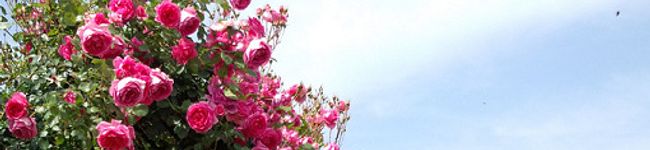 あいあい0117's header image