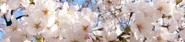 和なやんちゃ姫's header image