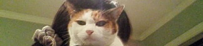 nyaojun's header image