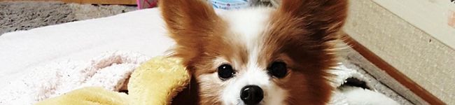 Princessはな's header image
