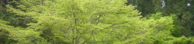 makiki's header image