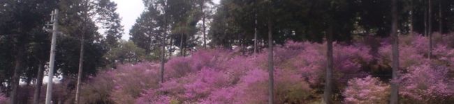 samehada's header image