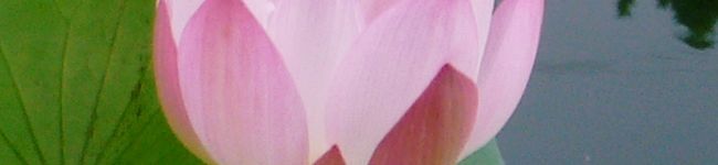 ぇみぷぅ's header image