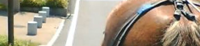 メグ吉's header image