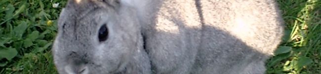 Kokanee's header image