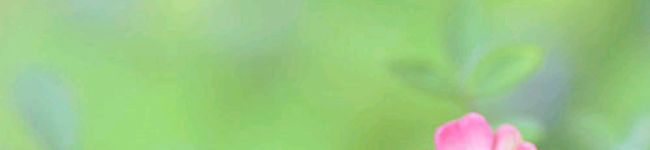 sun100's header image