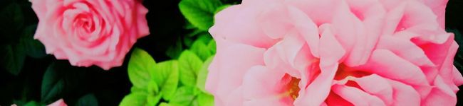 T★S's header image