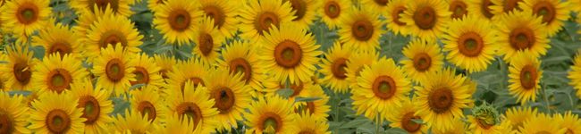 toshi1967's header image