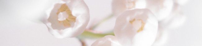 Sesoko's header image