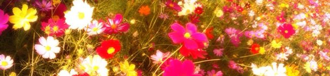 kanap0m's header image