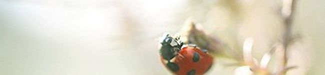ﾃﾝﾄｳﾑｼ's header image