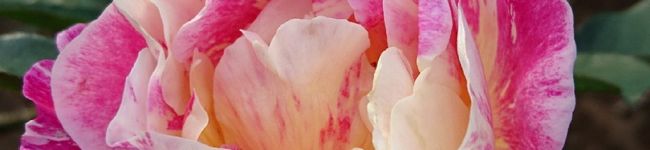 みゅーさまw's header image