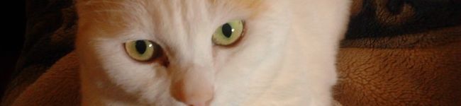 jun120121's header image