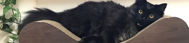 ももももんちゃん's header image