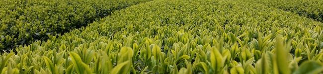 山床茶んっ★☆'s header image