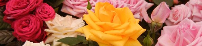 ☆ondine's header image