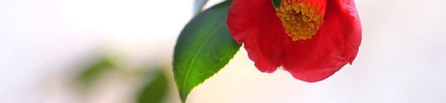 lliachloe's header image
