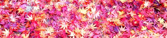 kazu母ちゃん's header image