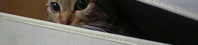 sizunyanko's header image
