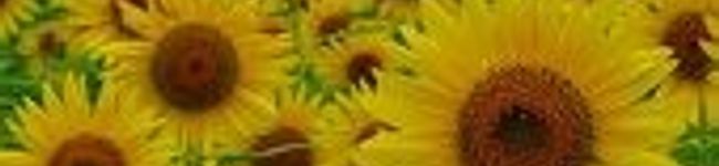 キンキキ's header image