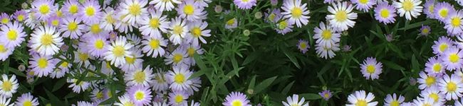 ｎａｎａｎａｙｕ's header image