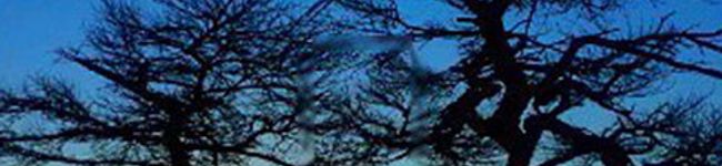 茶々太郎's header image