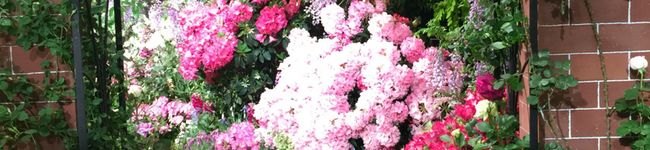 mpottery's header image