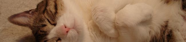 chcnc's header image