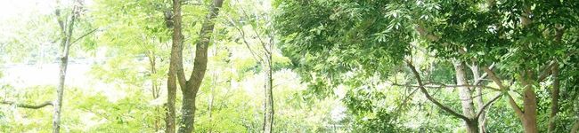 saccyanyo's header image