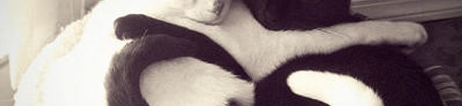 哉。。's header image