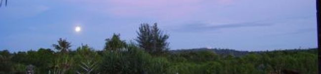 Lyssa's header image