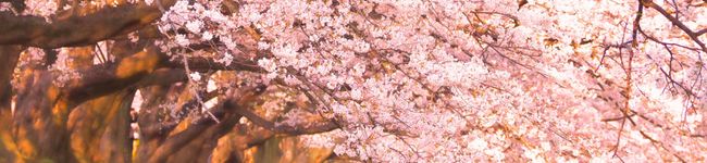 ＊みすゞ＊'s header image