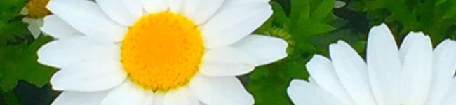 nandatapda's header image